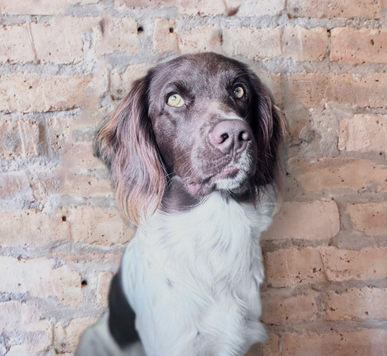 Bürohund Divo